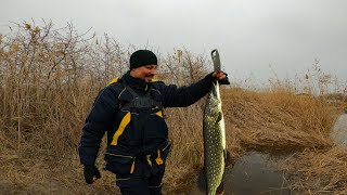 Перщі Щуки в 2025 р.  ● RoMaX Fishing ●