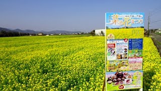 2018   3/13   見奈良菜の花まつり　～東温市見奈良～