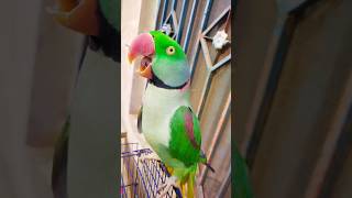 Raw Parrot Show Video #shorts