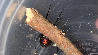 Unboxing black widows from The Spider Room!!