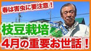 家庭菜園や農園の枝豆栽培で4月の重要お世話！春は害虫被害に要注意！この時期の枝豆の育て方を徹底解説！【農家直伝】/Tips for growing green soybeans in April.