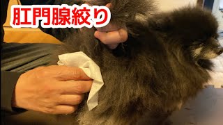 肛門腺絞り【セルフお手入れ】#ポメラニアン