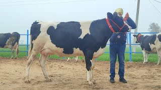 7 Cows for sale, 7 ਗਾਵਾਂ ਵਿਕਾਊ