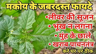 खाली पेट मकोय के पत्ते खाने के फायदे || मकोय के पत्ते खाने के फायदे || Makoy benefits