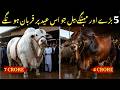 5 Biggest Qurbani Animals for Eid al-Adha 2026 😱