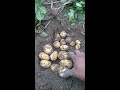 88 दिन का चिपसोना 1 आलू देखो 17आलू है एक पौधे में size bhi badiya hi potato crop short video