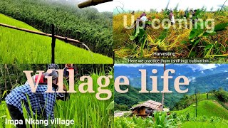 Village life | tribal lifestyle of North Eastern india Jhum cultivation | Tim zeme