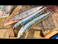 Rare  Dorab Wolf-herring Fish Cutting in Different Way