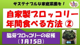 自家製ブロッコリーを年間食べる方法②   脇芽ブロッコリー収穫　無農薬　ボカシ肥　サステナブルな家庭菜園