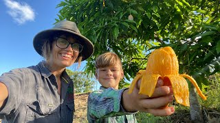 The Banana Mango (Semi Dwarf Grafted Mango Tree)