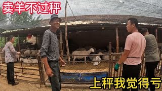 内蒙羊贩子想买大哥5只羊羔，价格没谈拢要上秤，养殖户却不同意