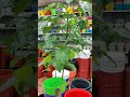 bonsai china doll radermachera sinica plant offer price 765rs plant approx height 30inches