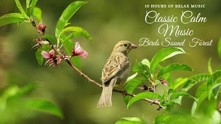 10 hours of Relaxing classical music and forest birds sound