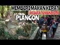 BERCENGKRAMA DENGAN KERA?? WISATA MEMBERI MAKAN KERA PLANGON