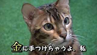 美猫しかいない猫カフェ【ひょう猫の森】（京都/嵐山）