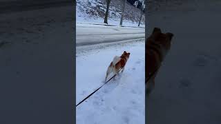 粉雪降る朝のお散歩ゆずちゃん震える　柴犬ミックス犬　#柴犬  #雑種犬