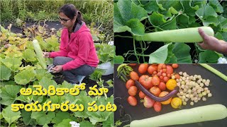 organic farming in our kitchen garden | farming in USA #gardening in America | usa telugu vlogs