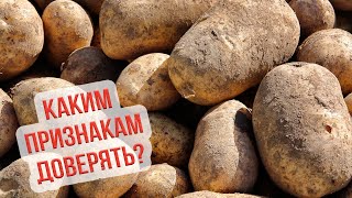 Когда копать картошку. Сроки уборки картофеля