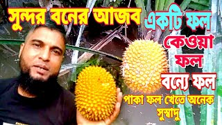 সুন্দর বনের আজব একটি ফল||কেওয়া ফল||বন্যে ফল||পাকা ফল খেতে অনেক সুস্বাদু।