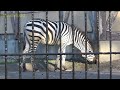 44 cute zebra baby nanaka s adventure シマウマの赤ちゃんの成長記録【cute animal baby videos】【羽村市動物公園】