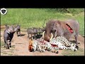 What Is The End For Leopards When They Dare To Attack The Warthog Family?