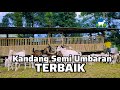 KANDANG SEMI UMBARAN TERBAIK |  BIKIN NYAMAN KAMBING | ASYIK DILIHAT