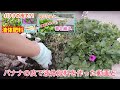 【去年植えたペチュニア】切り戻しと挿し芽／挿し芽のその後の様子