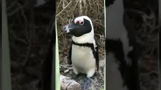 【ひろゆき】野生のペンギンに突かれた【切り抜き】