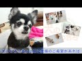 ごろごろ栄ごろ～　🐶ひみつきちなう！ 1🐶 キャバション チワワ トイプードル ポメラニアン ミックス犬 ビションフリーゼ マルチーズ カニヘンダックス 2022年4月25日