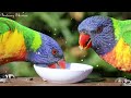 relaxing piano with rain u0026 birds 🌧️ calms the nervous system and pleases the soul gentle music