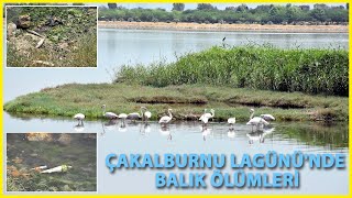 Çakalburnu Lagünü'nde Oksijen Tükendi, Balıklar Öldü