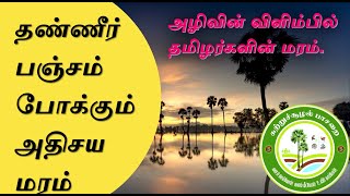 தண்ணீர் பஞ்சம் போக்கும் அதிசய மரம். அழிவின் விளிம்பில் தமிழர் மரம். Palm Tree