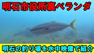 2024最新【明石市役所裏ベランダの釣り場を水中映像で紹介！】青物も狙える！