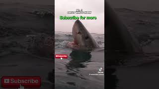 Top 5 biggest sharks #shark #subscribe #share #shorts