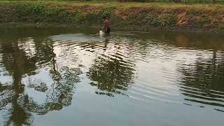 Application of Nursery fish feed to the carp nursery pond. / Feeding in nursery pond.