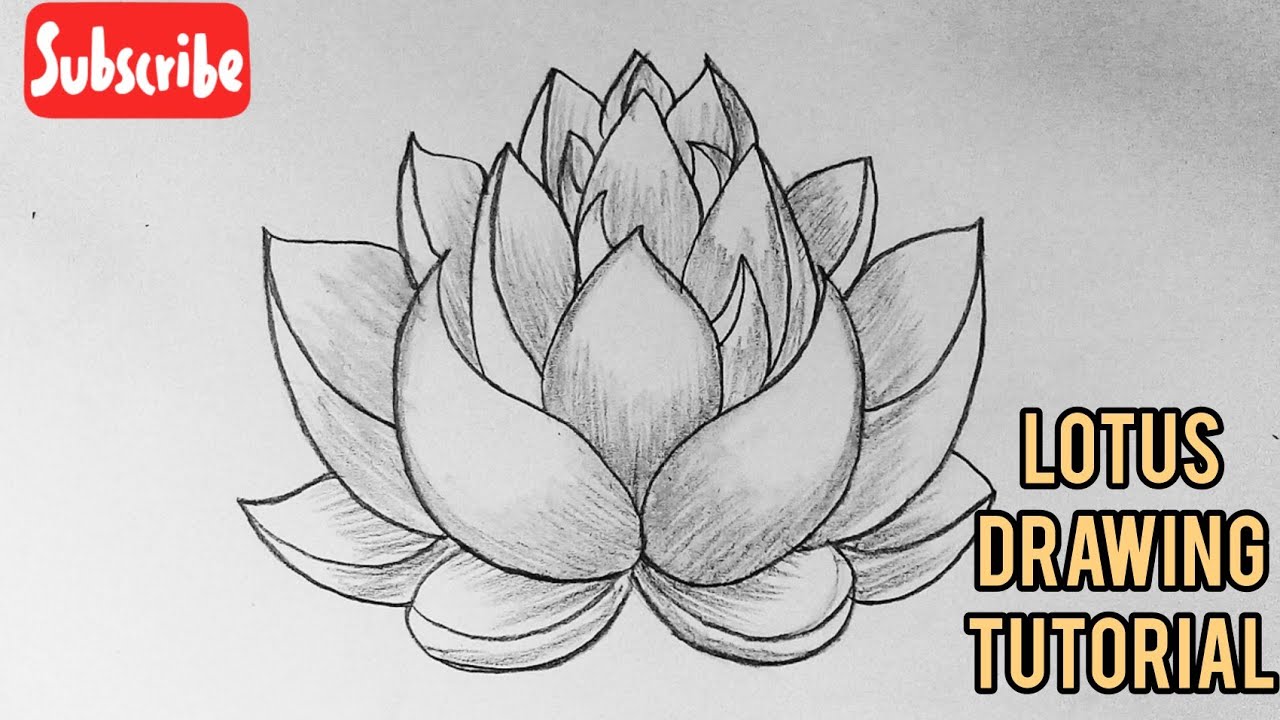 Lotus Flower Drawing Tutorial Best Flower Site