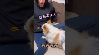 噛み付くチワワを触ってしまった姪っ子の末路 #チワワ #chihuahua #ペット