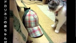 子猫のこまめビデオ　ヤドカリネコの脱皮　（The hermit crab cat is komame)