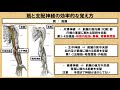 筋と神経支配の効率的な覚え方 ～no.51 理学療法士国家試験対策　シリーズ～