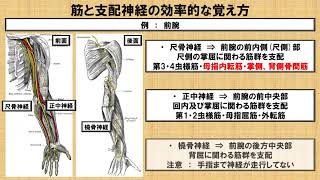 筋と神経支配の効率的な覚え方  ～No.51 理学療法士国家試験対策　シリーズ～