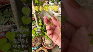 南非龜甲龍 有看過龜甲龍的葉片嗎？是一顆心喔😍#塊根植物 #多肉植物 #一串心