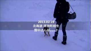 雪道 犬と散歩 『北海道 津別町』