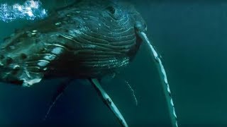 Whales Hunting Krill | Planet Earth | BBC Earth