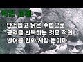 뇌룡작전