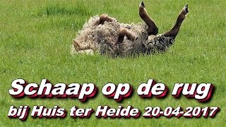 Schaap op de rug bij Huis ter Heide 20 04 2017