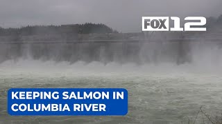 Bonneville Dam working to bring more salmon through spillway