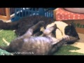 Crazy fighting cats