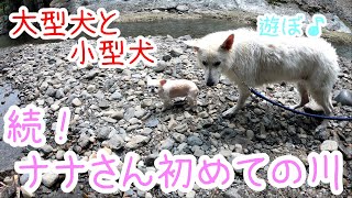 続！ナナさんとホワイトシェパードと川。【チワワｘペキニーズ】ナナさん