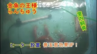 金魚の王様らんちゅう室内飼育試験（24）