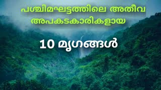 ഇവർ നമ്മുടെ അയൽവാസികളായ അപകടകാരികൾ | Top 10 Dangerous Animals in Western Ghats AMR FACT by Ashwinraj